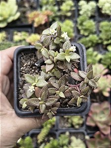CRASSULA VOLKENSI POTE 7