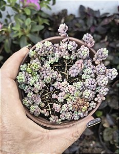 SEDUM LILAC MOUNDE POTE 9