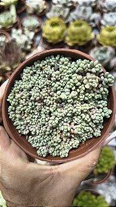 SEDUM LILAC MOUNDE POTE 9