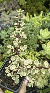 PORTULACARIA AFRA VARIEGATA POTE 7