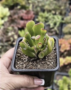 CRASSULA OVATA GOLLUM ( ORELHA DE SHEREK)