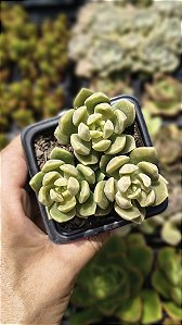 SEDUM PEN AR RU POTE 7