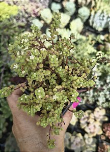 CRASSULA EXPANSA FRAGILIS POTE 7