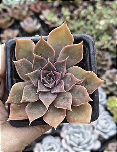 E. MENSA POTE 7