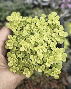 SEDUM MAKINOI OGON POTE 7