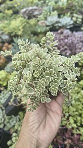SEDUM MAKINOI VARIEGATA POTE 7