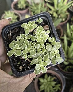 SEDUM MAKINOI VARIEGATA POTE 7