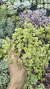 SEDUM MAKINOI POTE 7