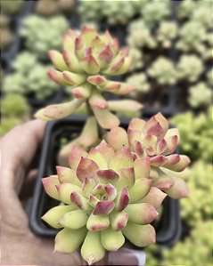 SEDUM CUSPIDATUM POTE 7