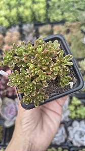 AEONUIM SEDIFOLIUM POTE 7