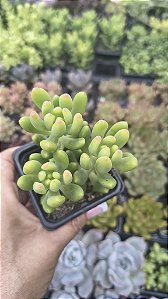 SEDUM ALICE EVANS POTE 7