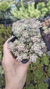 E. QUERÊNCIA POTE 7