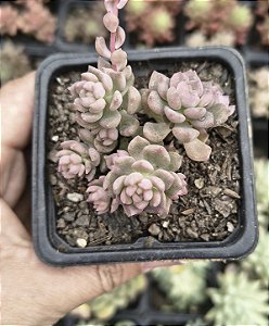 E. QUERÊNCIA POTE 7