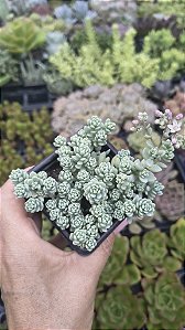 DASYPHYLLUM MAJOR POTE 7