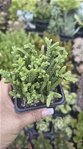 CRASSULA MUSCOSA POTE 7