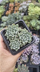 E. CRISSIS IN RYAN POTE 7