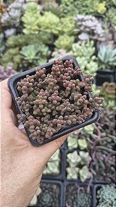 SEDUM STHALII POTE 7