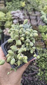 COLAR DE AZEITONA POTE 7