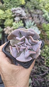 E. CUBIC FROST POTE 9
