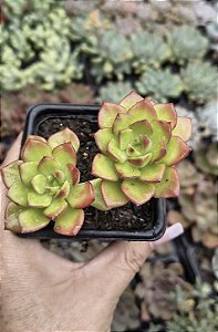 S. LETIZIA POTE 7