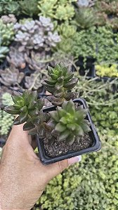 SEDUM JEAT BEATS POTE 7