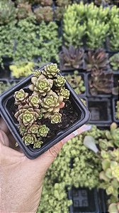 SEDUM LITTE GEEM POTE 7