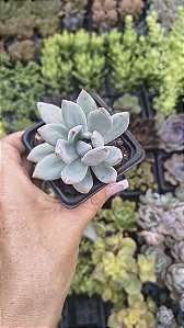 P. POWDER PUFF POTE 7