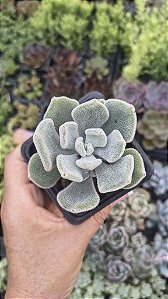 E. PULVINATA FROST POTE 7