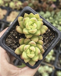 SEDUM ADOLPHII POTE 7