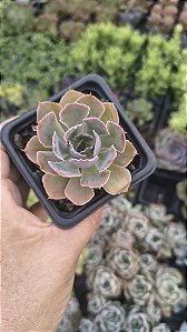 E. NEON BREAKERS POTE 7