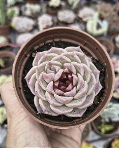 E.RED VELVET POTE 9
