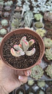 COTYLEDON ORBICULATA FRANAGANII POTE 9
