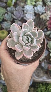 E. ALBICANS VARIEGATA POTE 9