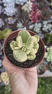 PATA DE URSO VARIEGATA POTE 9