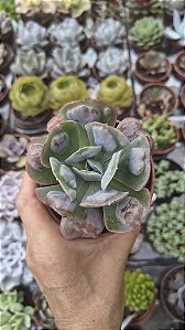 E. HEARTS DELIGHT POTE 9