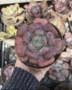 E. HEARTS DELIGHT POTE 11
