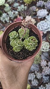 CRASSULA SUZANNAE POTE 9