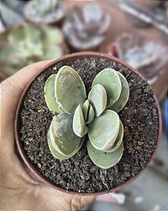 CRASSULA DUBIA POTE 9