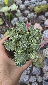 RHODIOLA PACHYCLADOS POTE 9