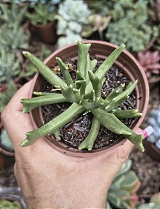 ROMBOPHYLLUM DOLABRIFORMES POTE 9