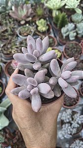 RZEDOWSKI ROSA POTE 9