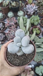 PATCHYPHYTUM OVIFERUM( PEDRA DA LUA) POTE 9