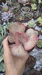 E. ONLY ON VARIEGATA POTE 9