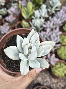 POWDER PUFF VARIEGATA POTE 9
