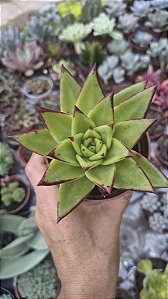 AGAVOIDE LIPSTIK POTE 9