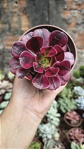 AEONUIM MEDUSA POTE 9