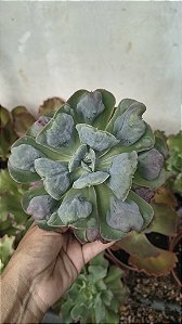 E. HEARTS DELIGHT POTE 15