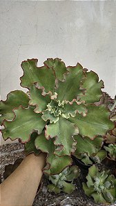 E. AQUARIUS RED CUIA 25