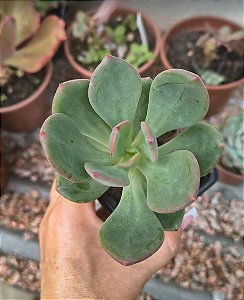 E. CV REZRY POTE 9