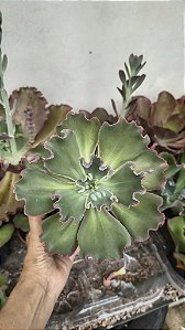 E. VIRGÍNIA LEE POTE 15